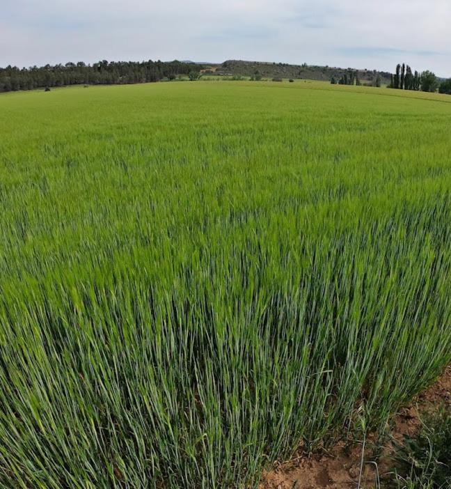 San Pedro Palmiches Casa Rural Guadiela מראה חיצוני תמונה